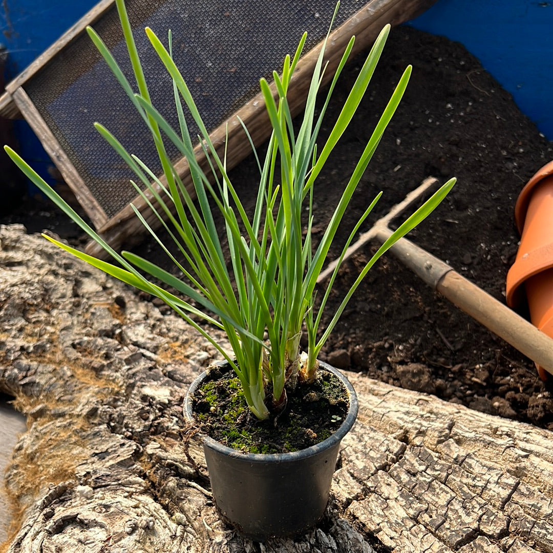 Zimmerknoblauch - Tulbaghia violacea