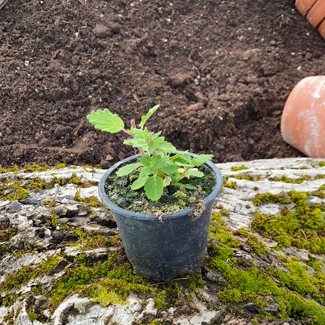 Iboza - Tetradenia riparia