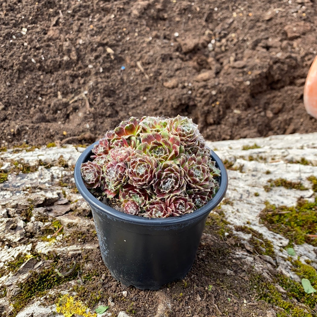 Hauswurz Mix - Sempervivum tectorum