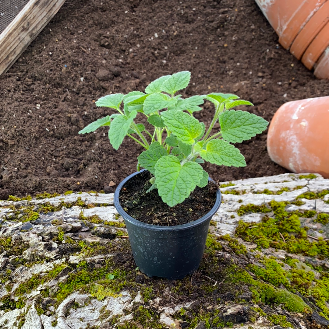 melissa officinalis ssp altissima Kretamelisse