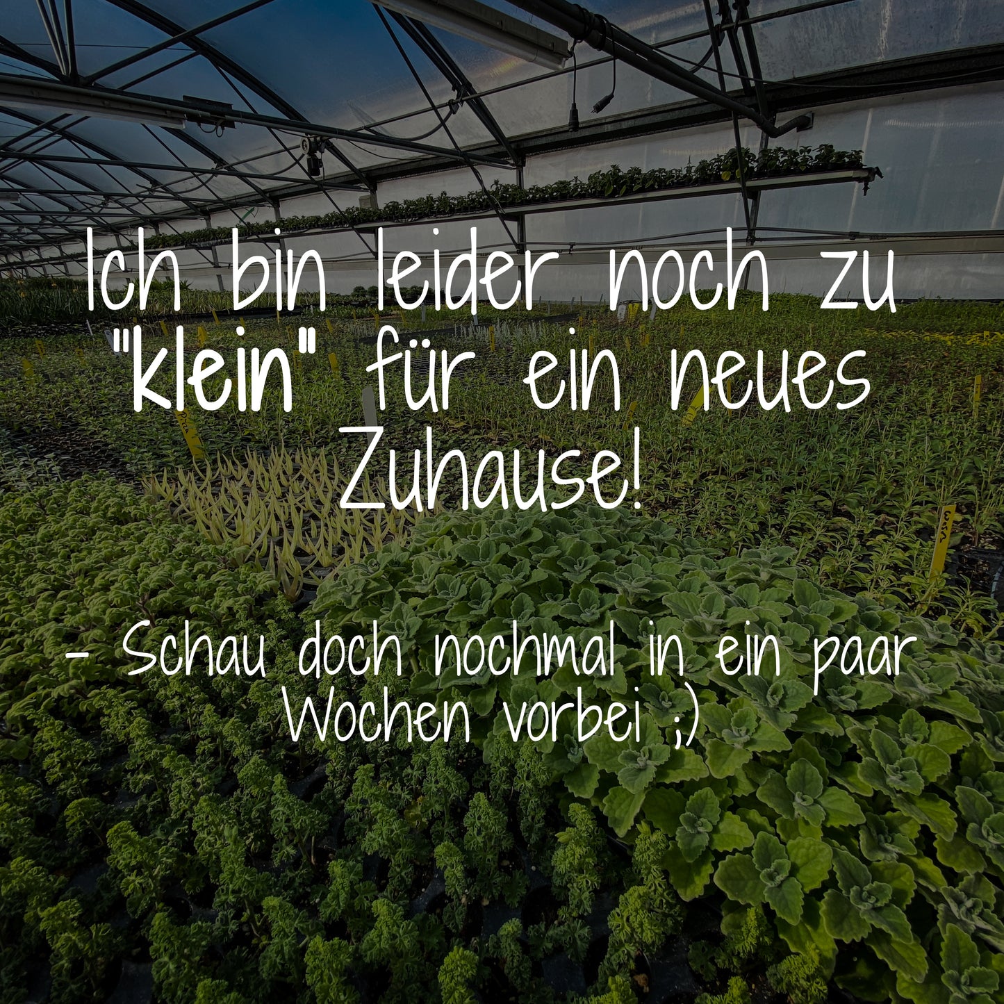 Zitronenbohnenkraut - Satureja montana ssp. citriodora