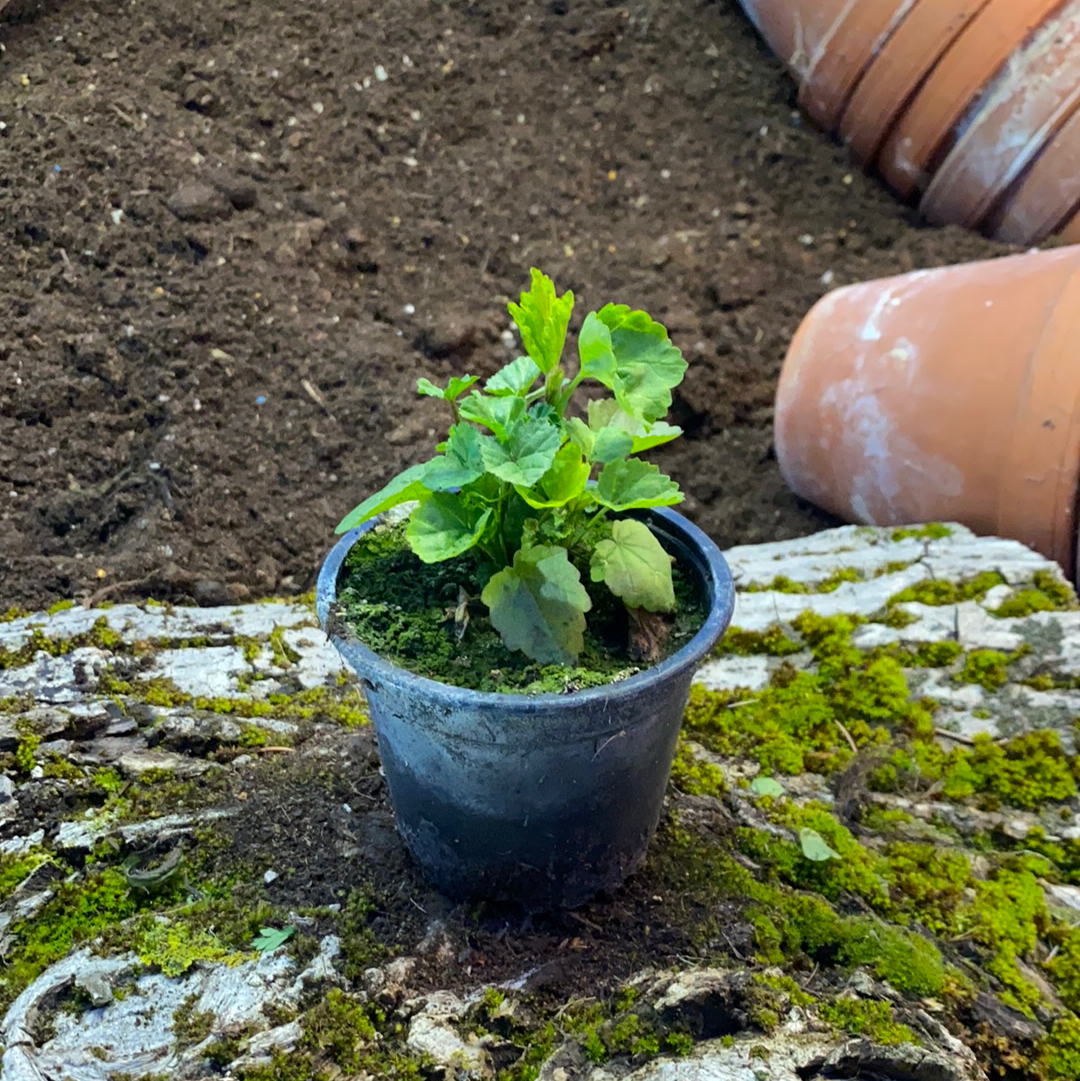Eibisch - Althaea officinalis