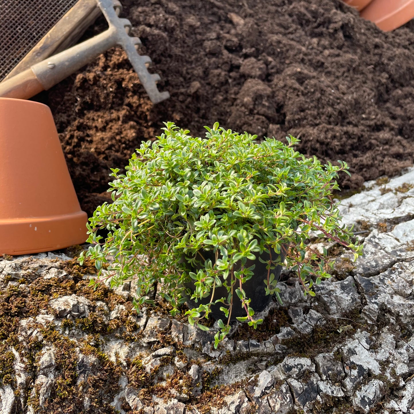 Thymian 'Creeping Red' - Thymus praecox