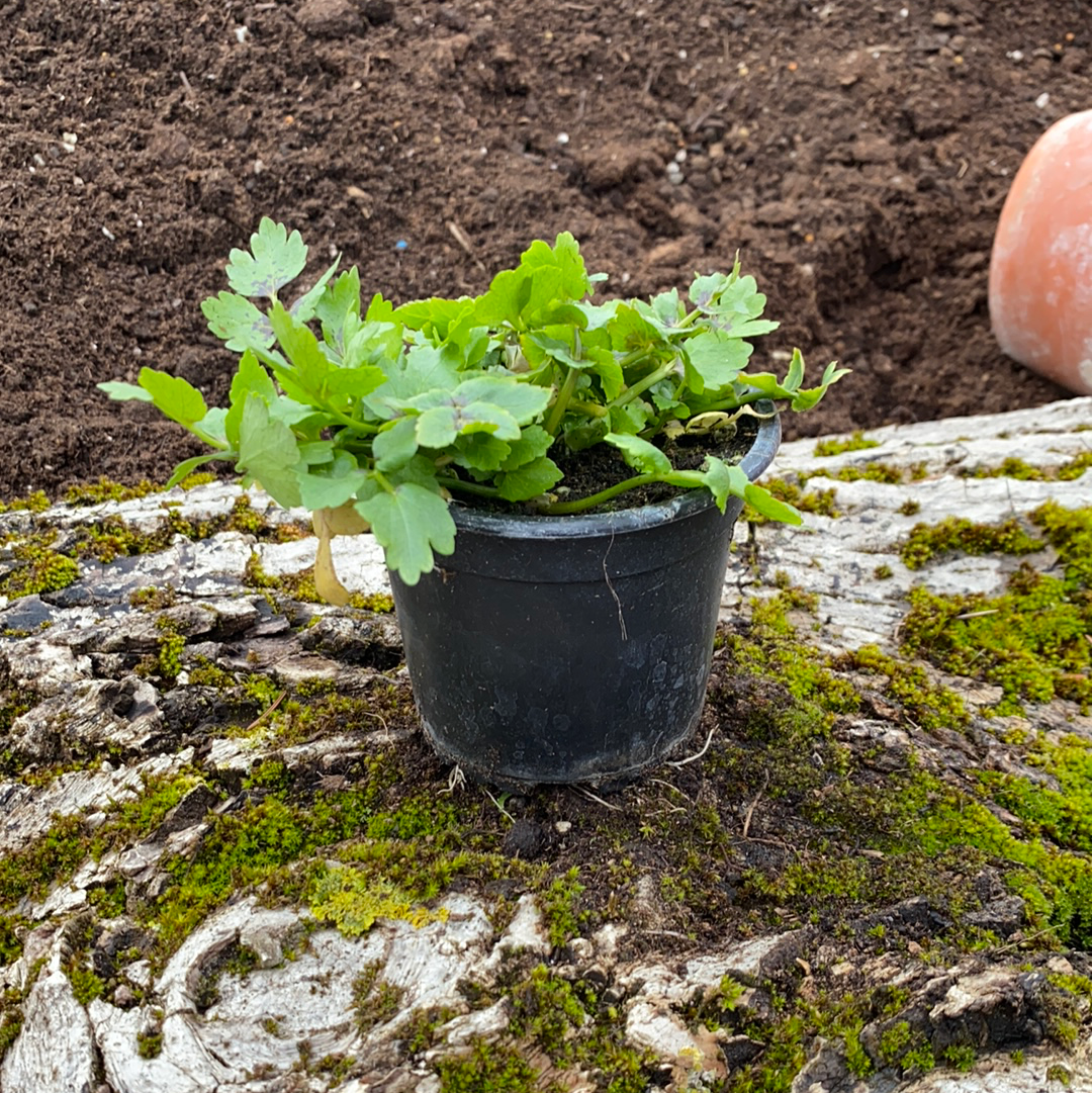 Sedanina - Helosciadum nodiflorum