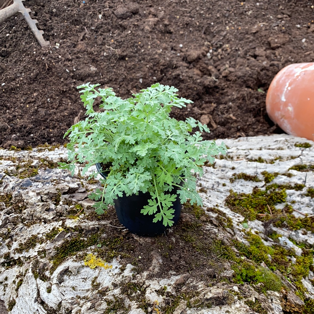 Silberrainfarn - Tanacetum niveum