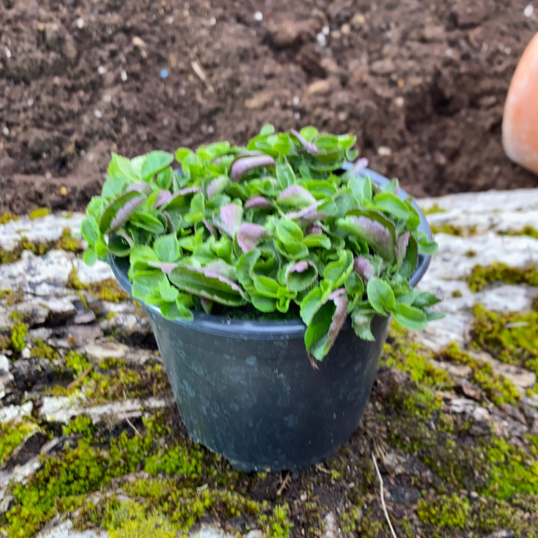 Ehrenpreis - Veronica officinalis