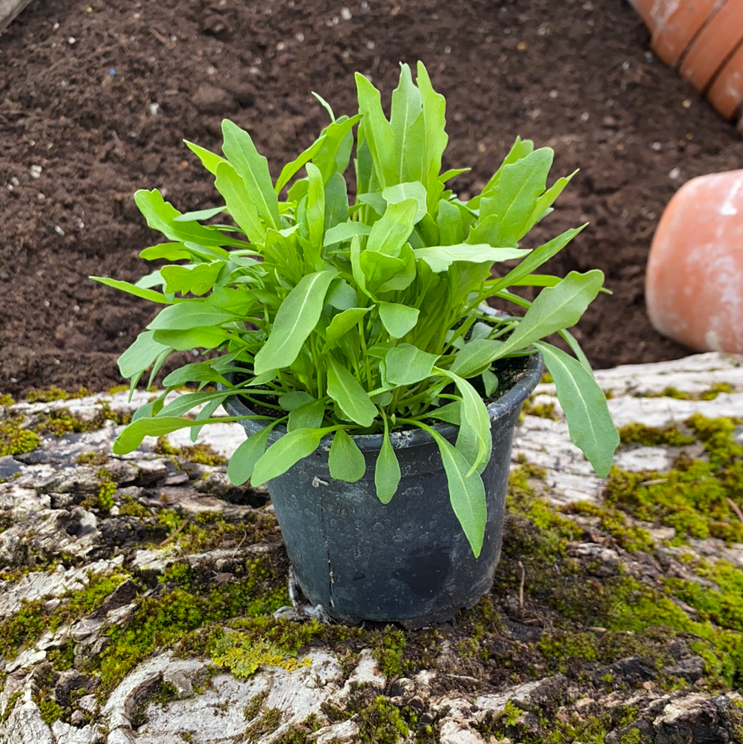 Rucola - Diplotaxis tenuifolia