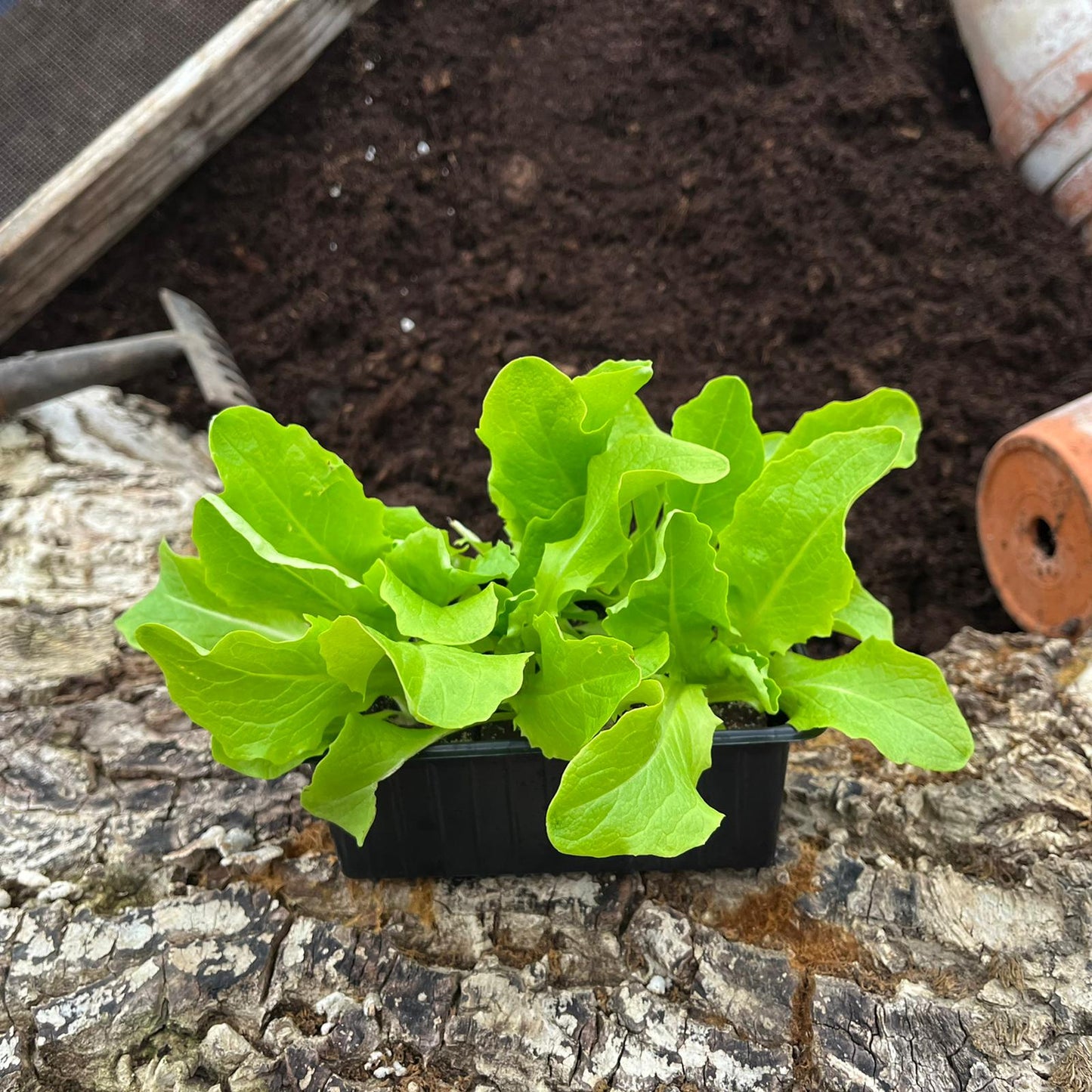 Kopfsalat, 6er Schale - Salatpflanzen