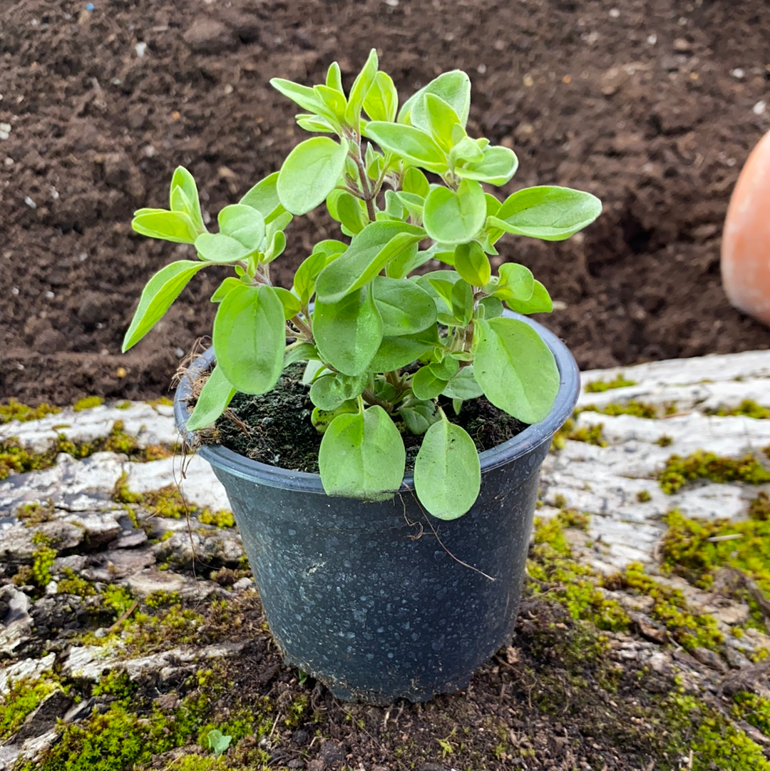 Korfu Majoran - Majoran – Origanum ssp.