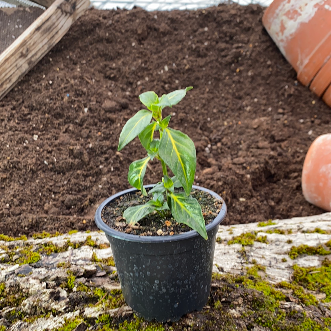 Pilzkraut 'Mushroom Plant' - Rungia klossii