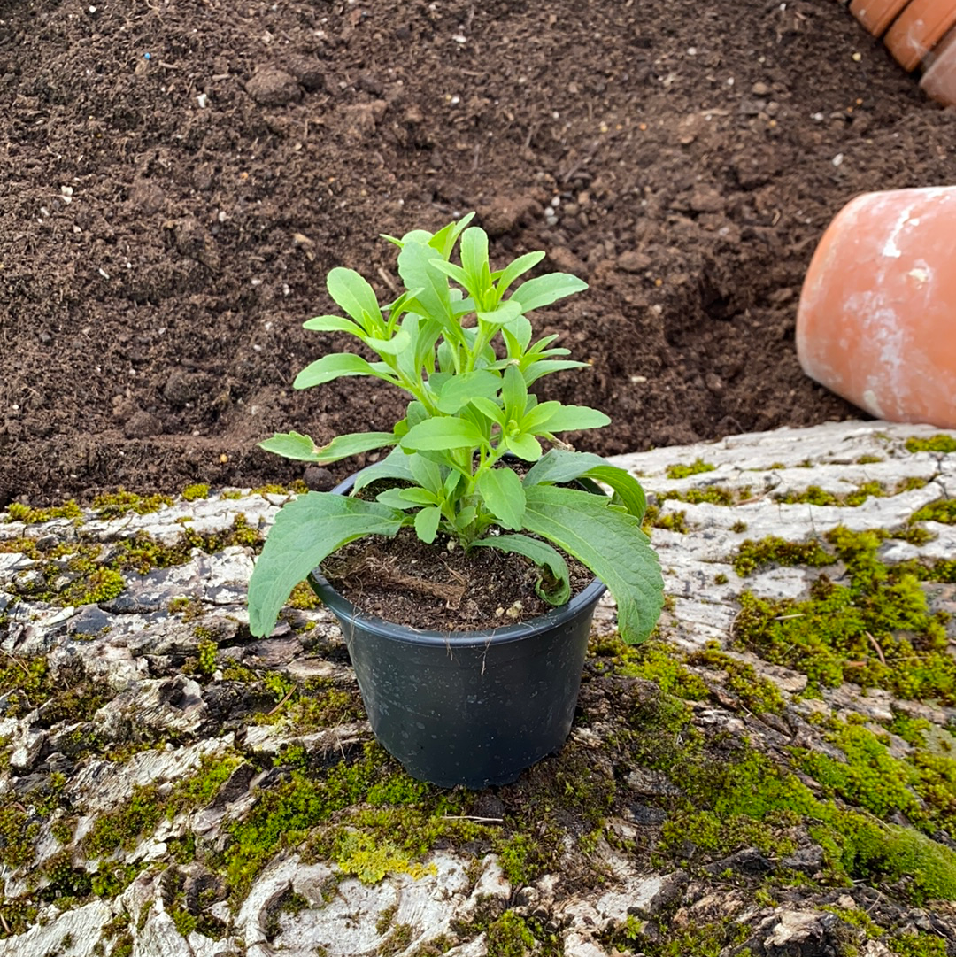 Stevia - Stevia rebaudiana