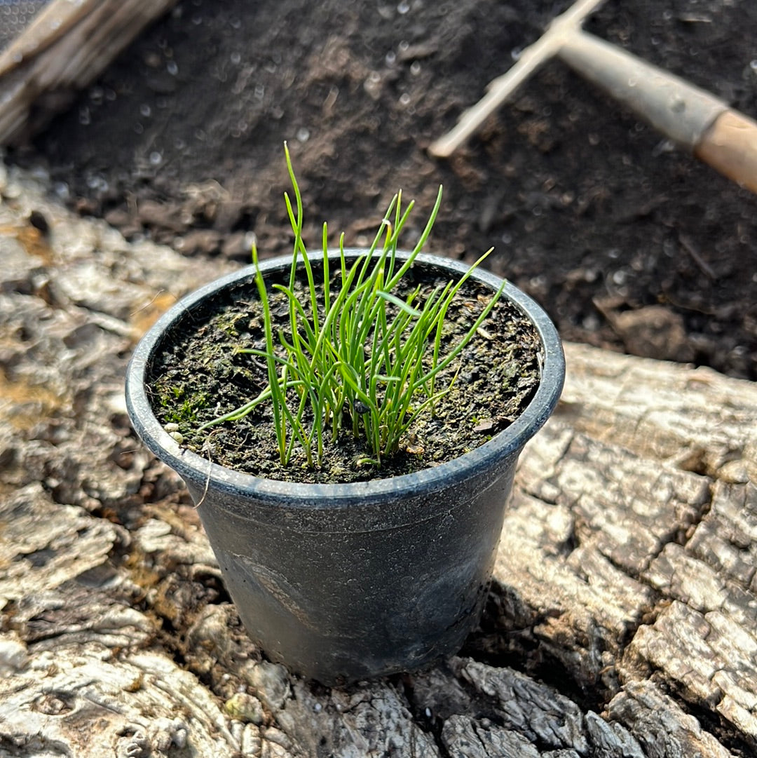 Schnittknoblauch weiß - Allium tuberosum