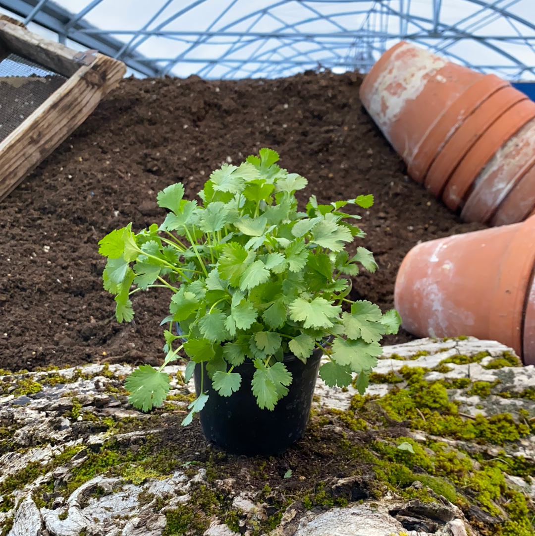 Koriander - Coriandrum sativum