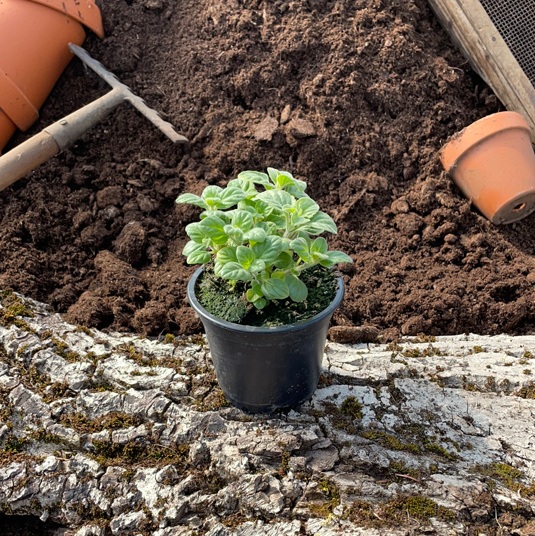 Bergminze - Calamintha sylvatica