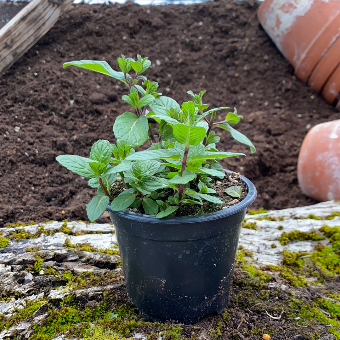 Mojitominze - Mentha species 'Nemorosa'