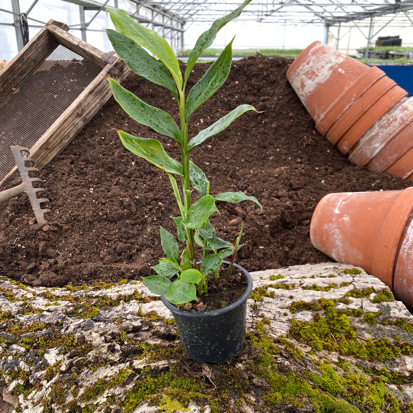 Kardamom - Elettaria cardamomum