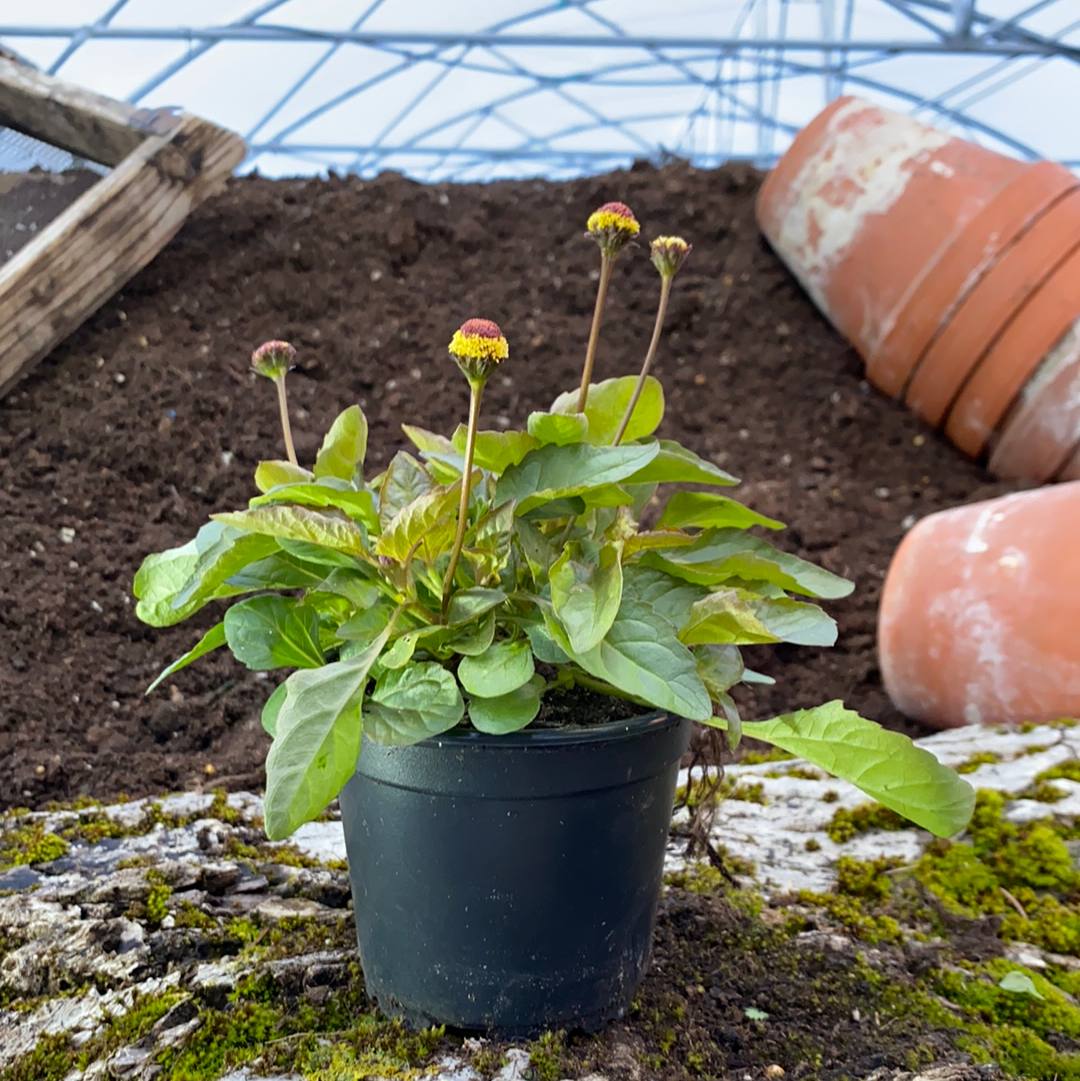 Parakresse - Spilanthes oleracea