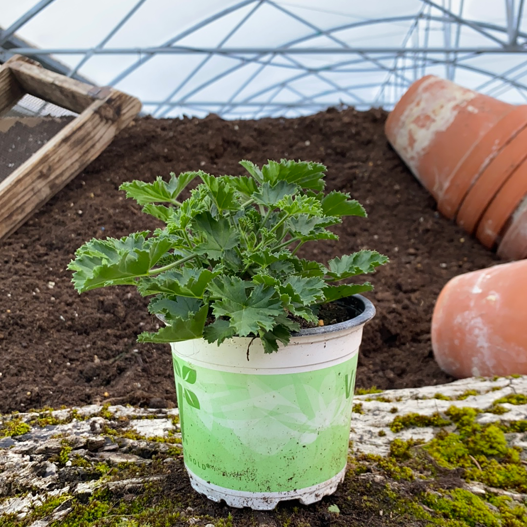 Duftgeranie Zitrone/Orange - Pelargonium sp.