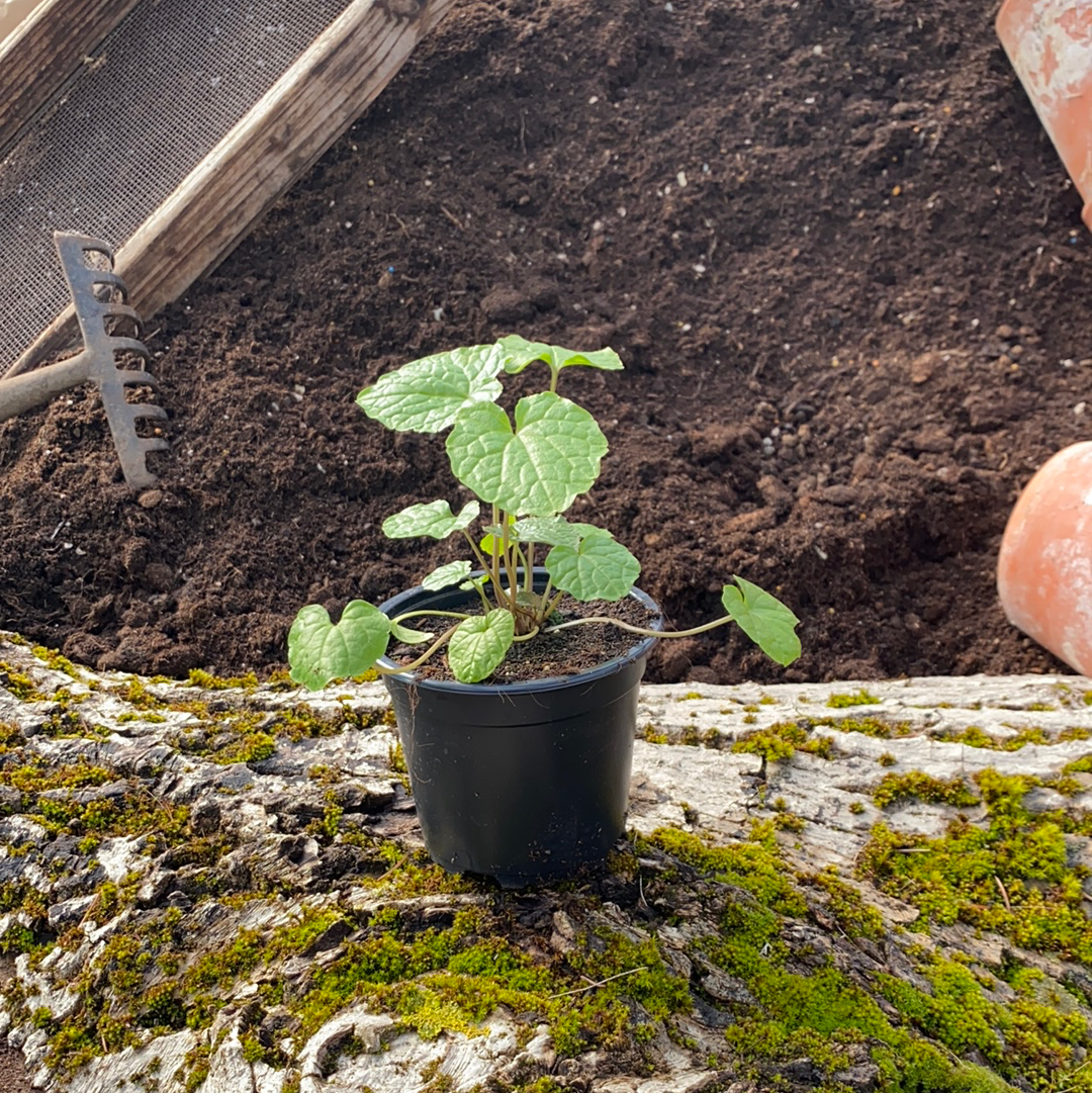 Meerrettich japanischer - Wasabia japonica