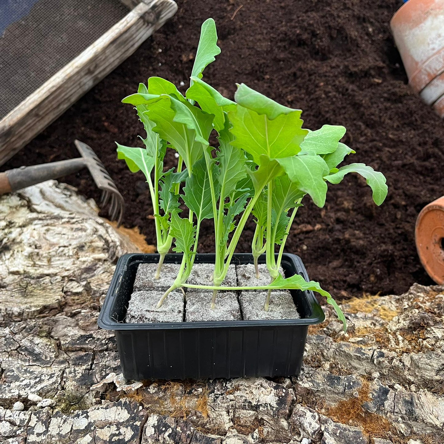 Kohlrabi weiß, 6er Schale - Gemüsepflanzen