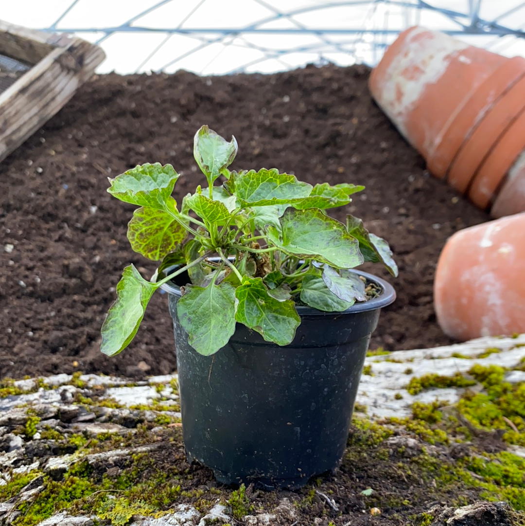 Lauch-Scheibenschötchen - Peltaria alliacea
