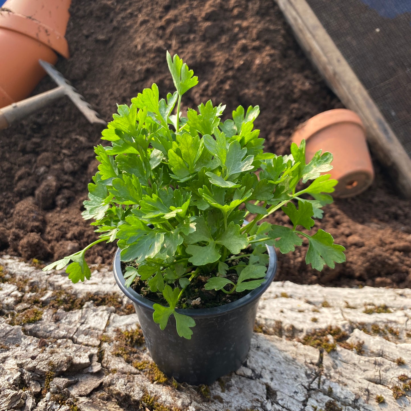 Schnittsellerie - Alium graveolens var. secalinum