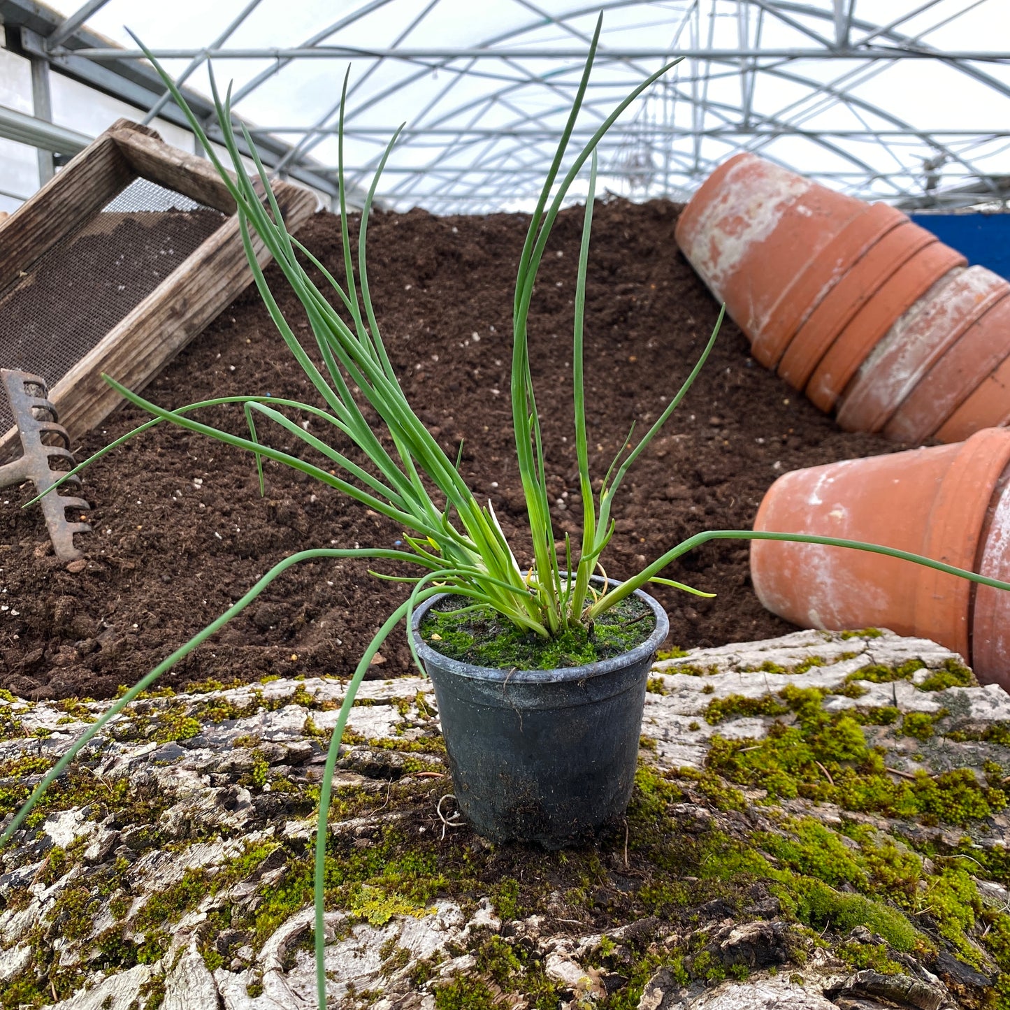 Schnittlauch - Allium schoenoprasum