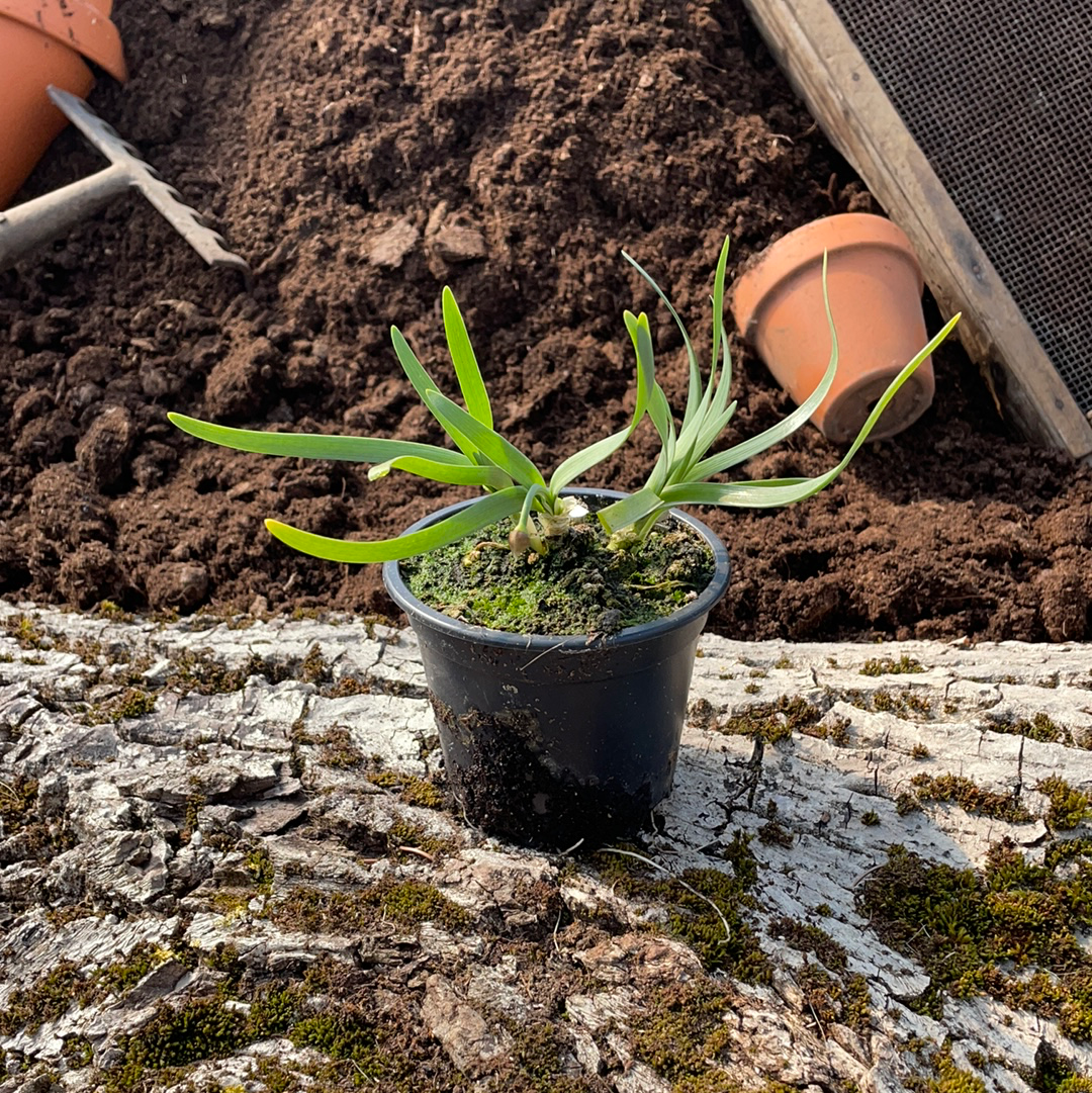 Kanadischer Lauch - Allium canadense