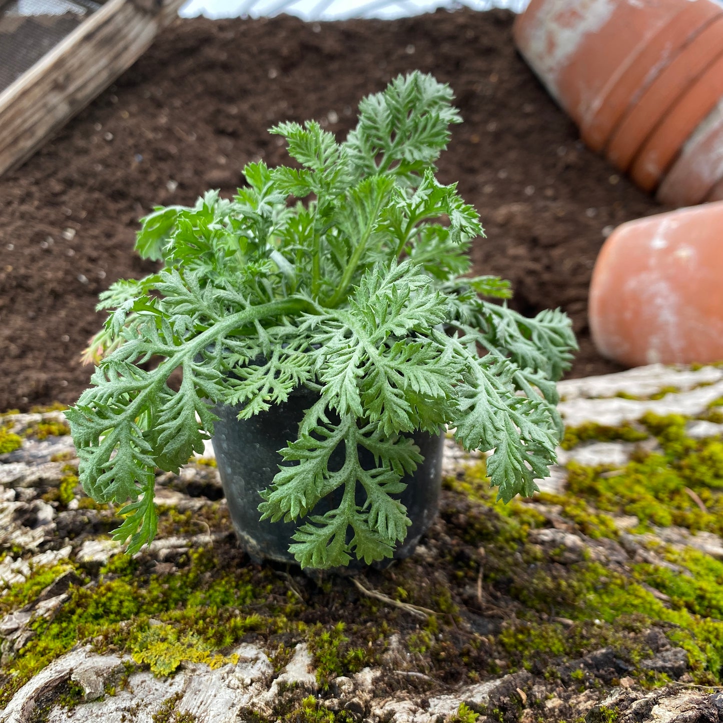Bertram - Anacyclus pyrethrum