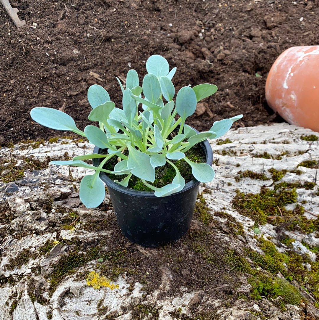 Austernpflanze - Mertensia maritima