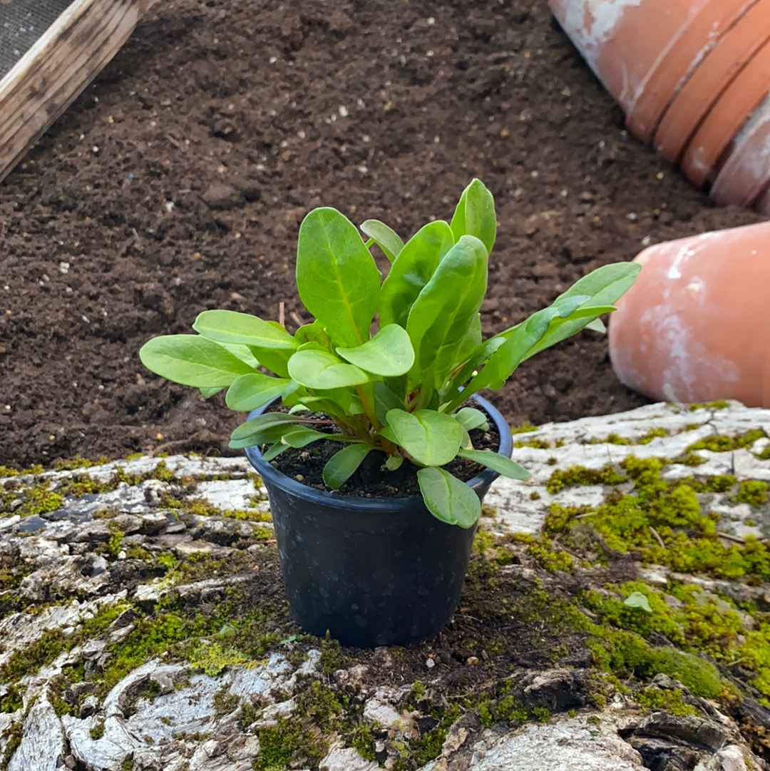 Mangold bunt - Beta vulgaris subsp. vulgaris