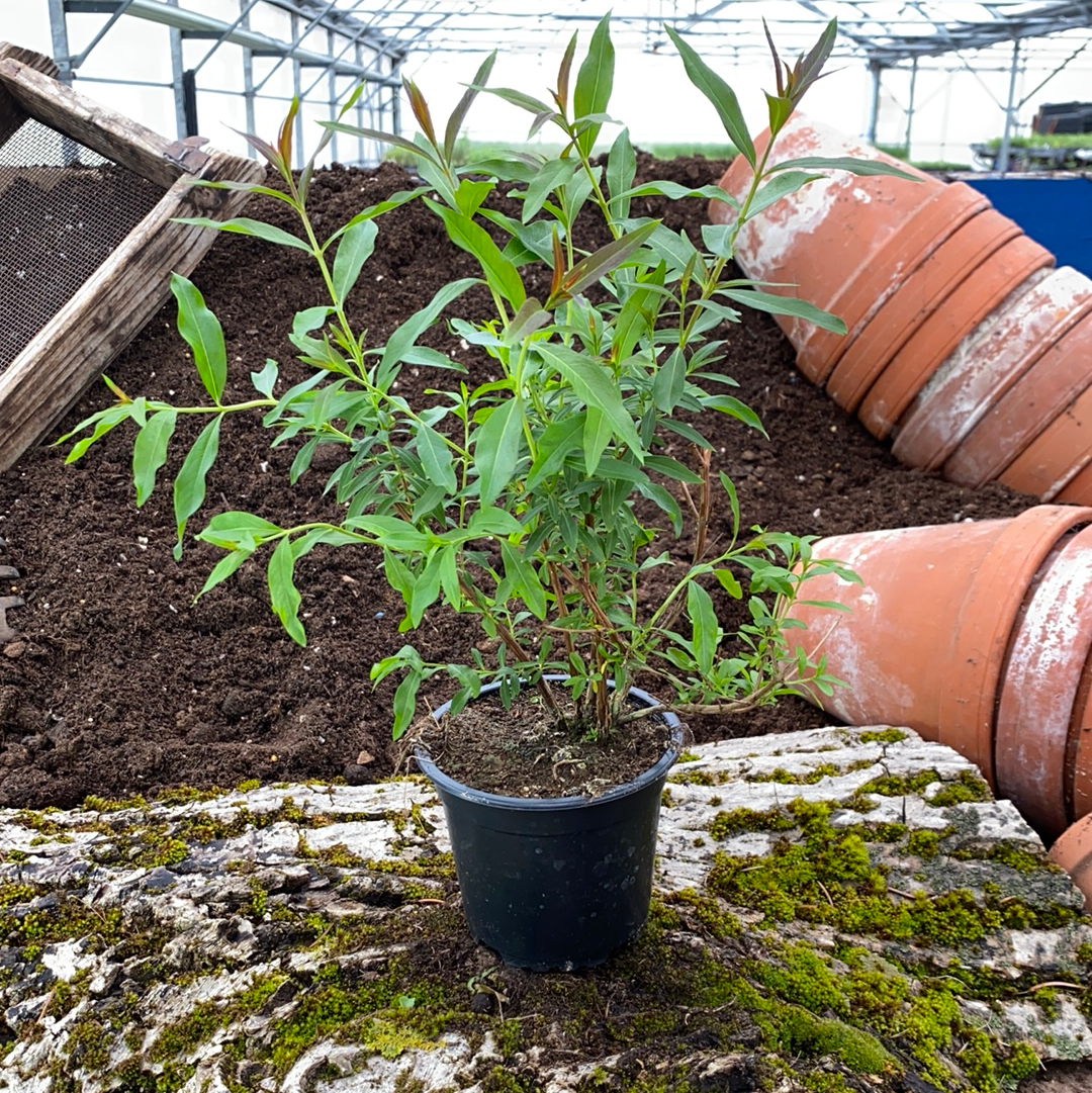 Sinicuichi - Heimia salicifolia