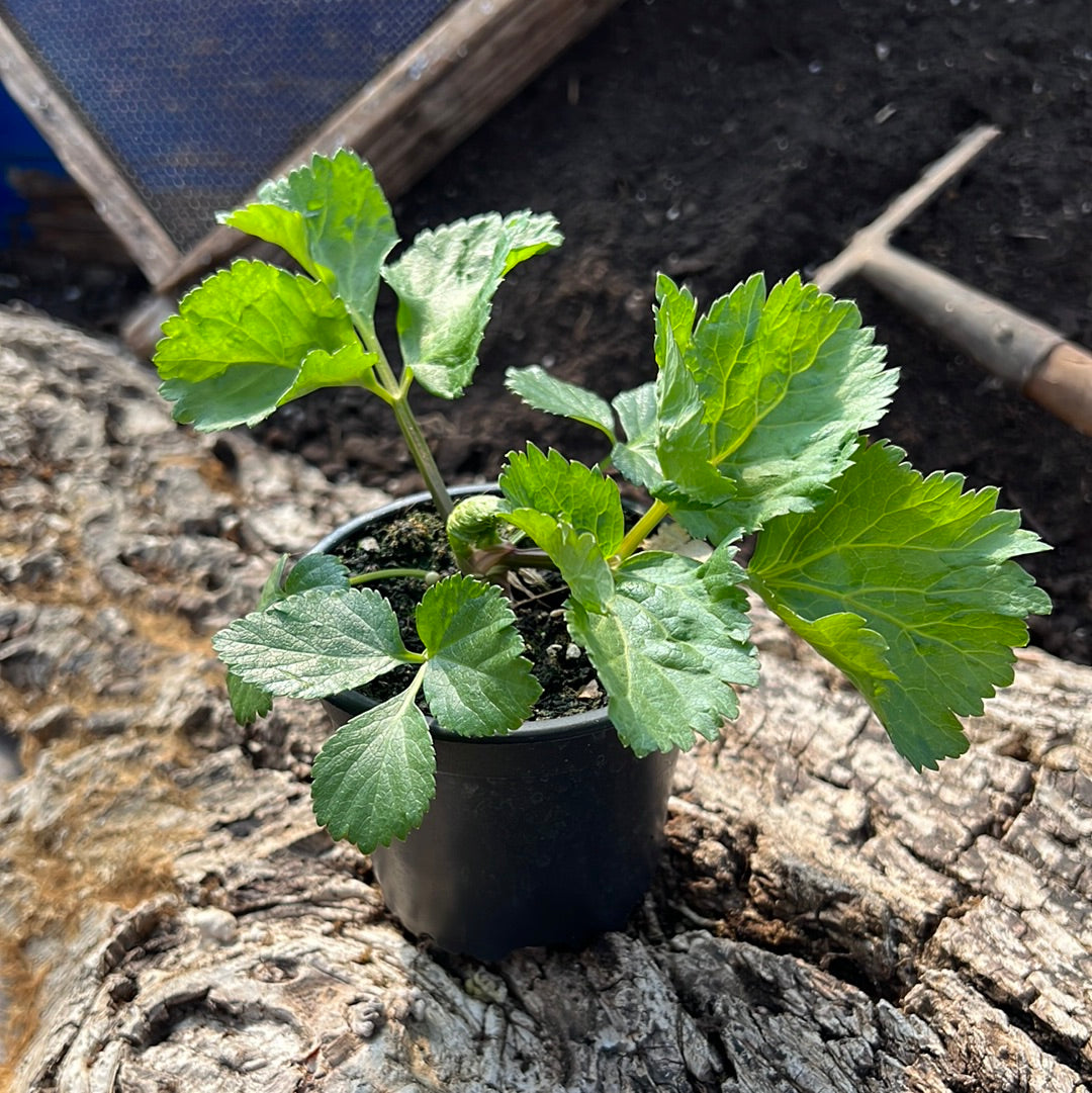 Engelswurz - Angelica archangelica