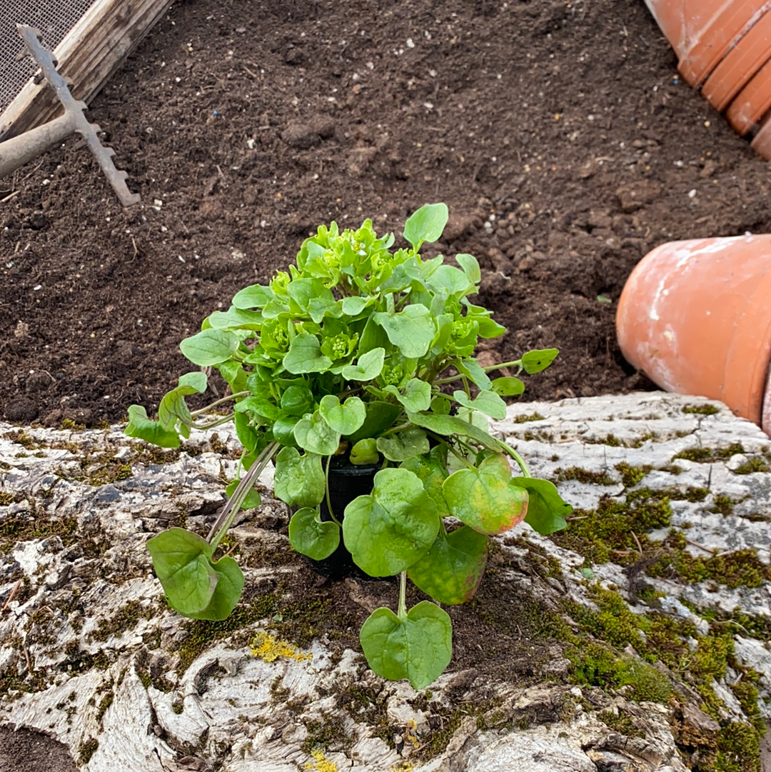 Echtes Löffelkraut - Cochlearia officinalis
