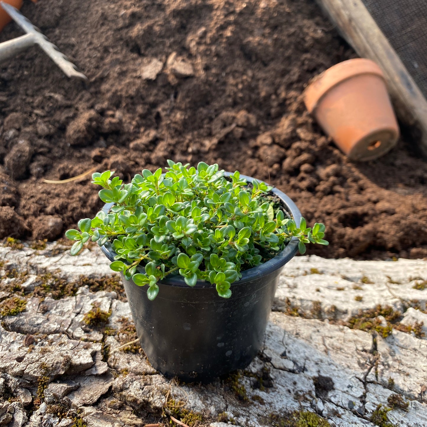 Kokos-Thymian - Thymus species 'Kokos'
