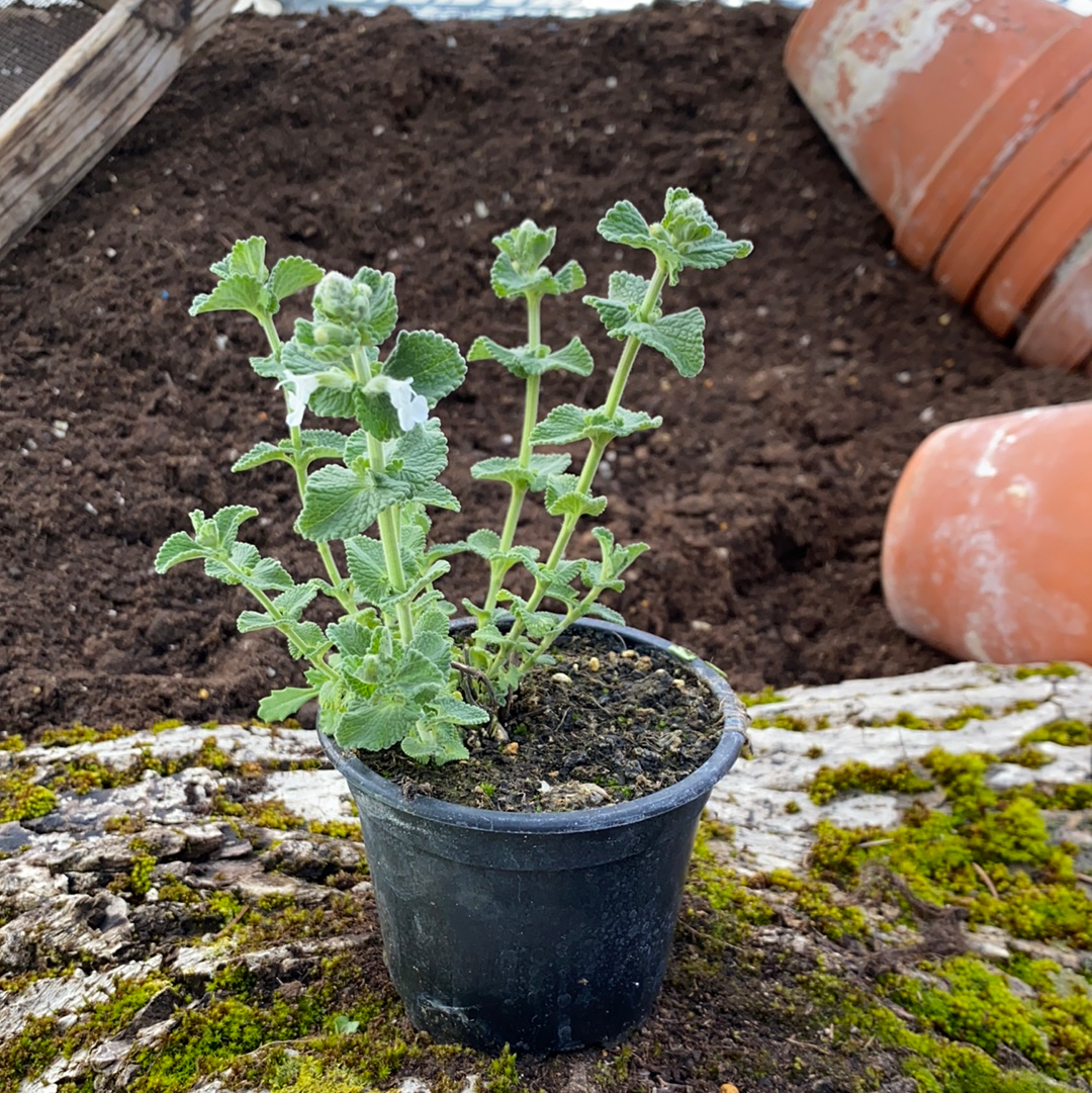 Katzenminze, weiß blühend - Nepeta x fassenii 'Alba'