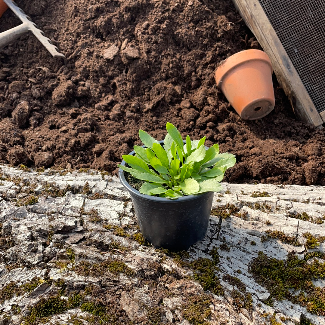 Marienblatt - Chrysanthemum balsamita