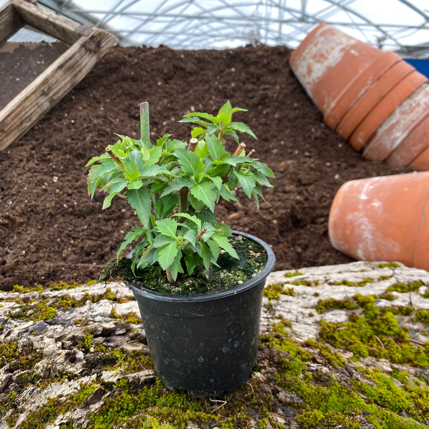 Karamellstrauch - Leycesteria formosa