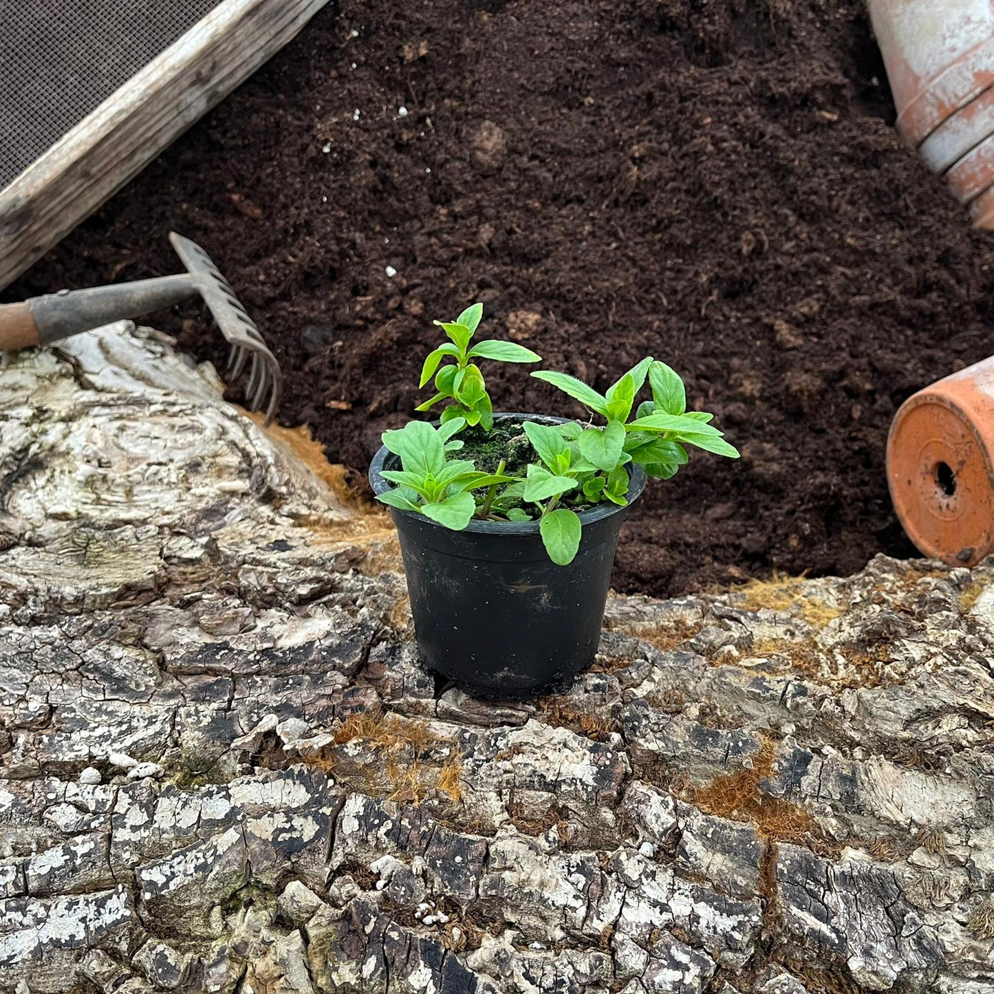 Bananenminze - Mentha arvensis 'Banana'