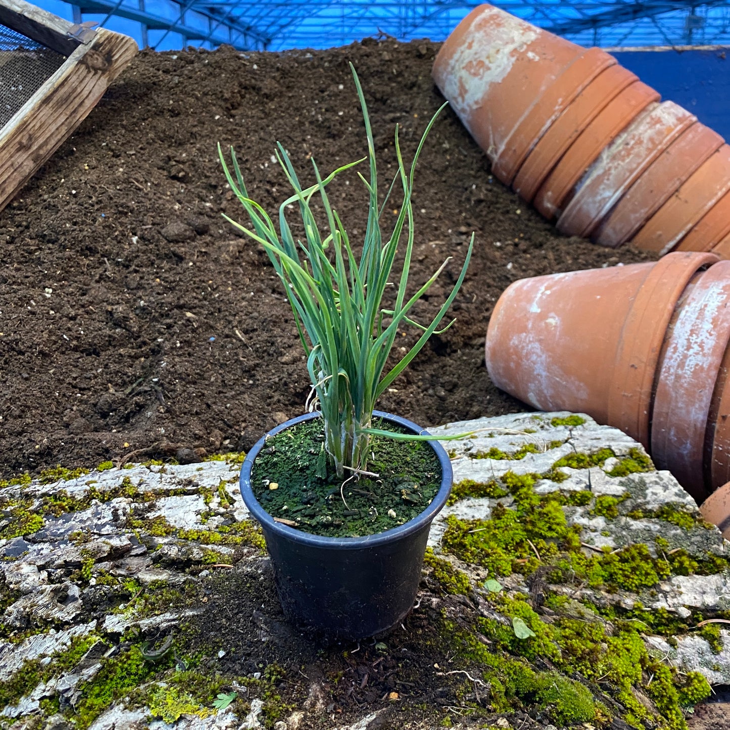 Ausdauernder Lauch - Allium senescens