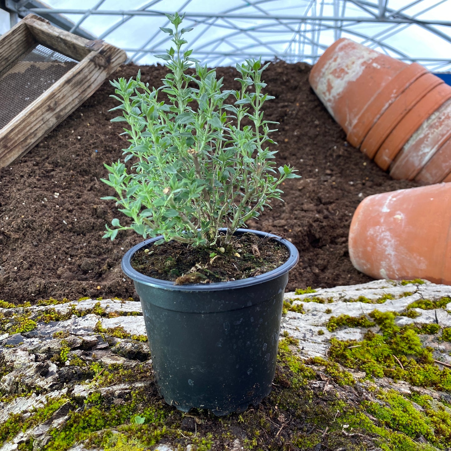 Katzengamander - Teucrium marum