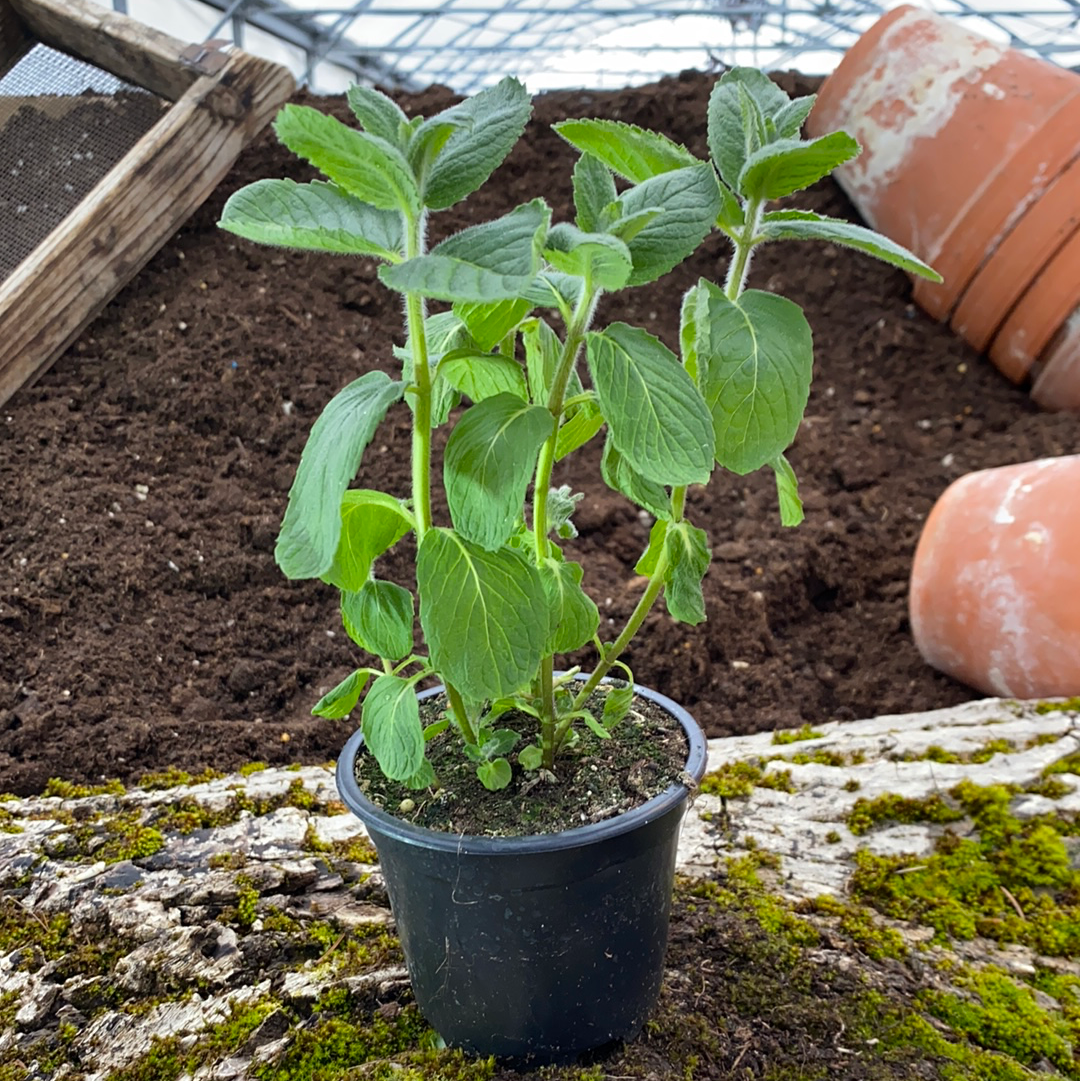 Apfelminze - Mentha rotundifolia 'Bowles'