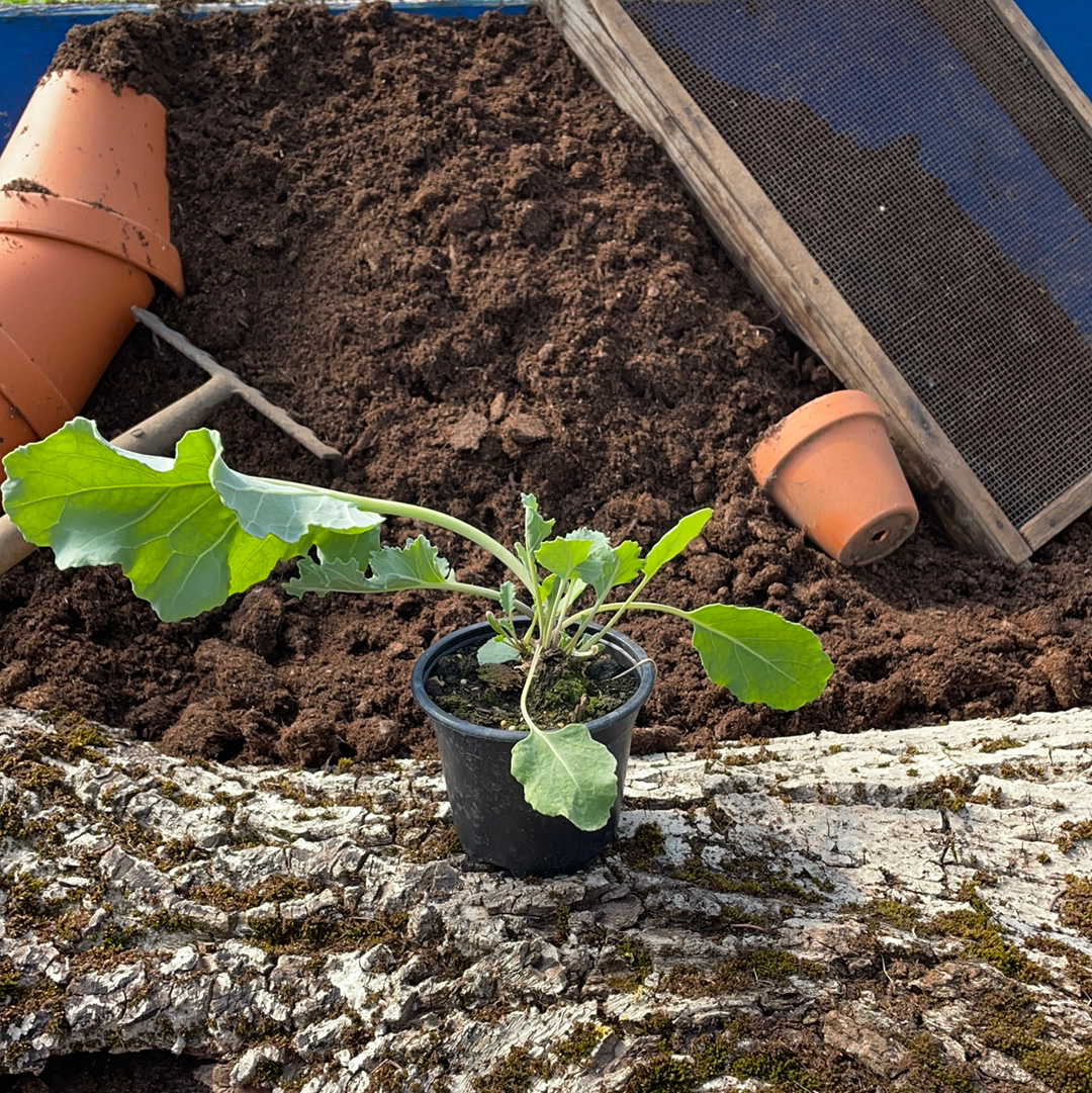 Meerkohl Grün - Crambe maritima