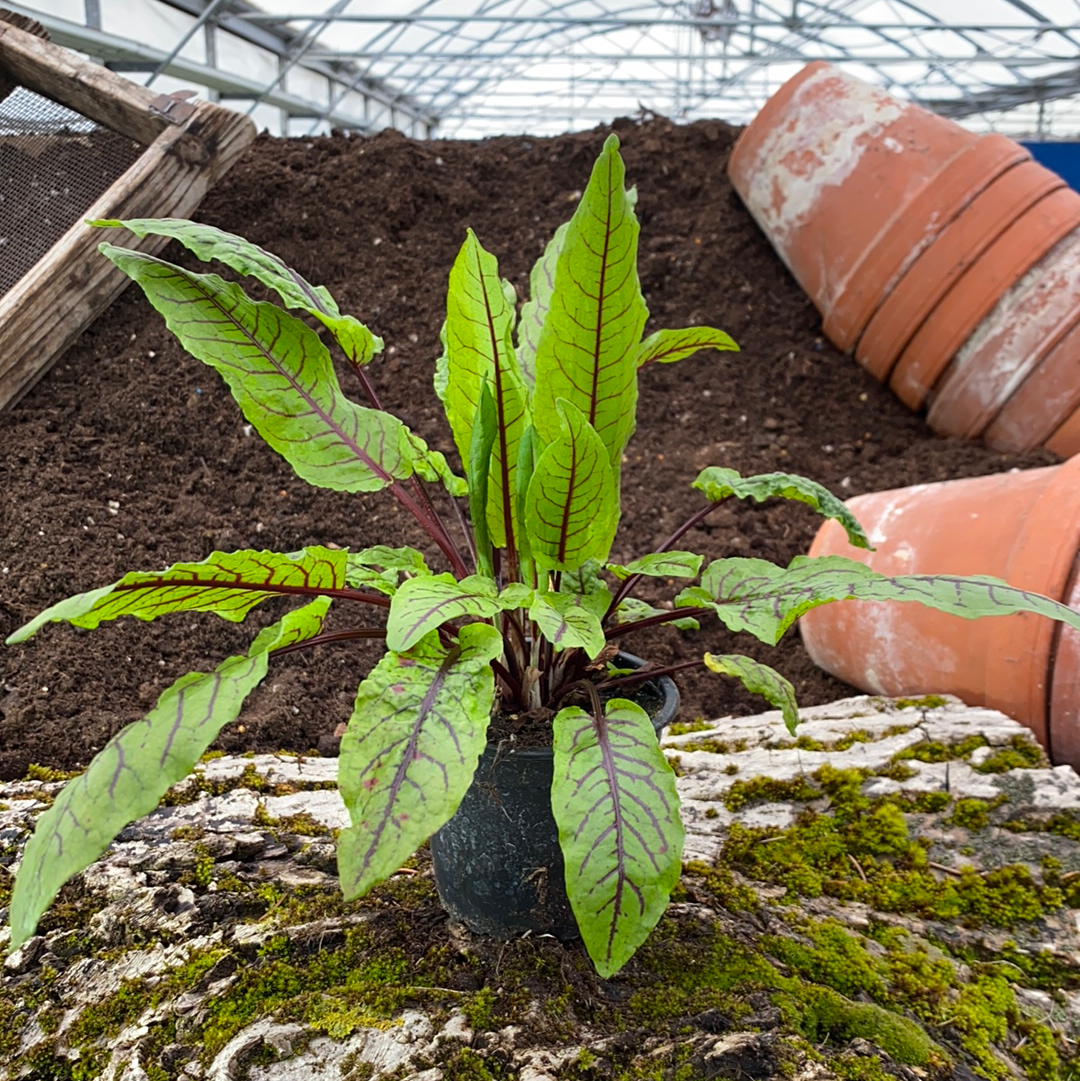 Blutampfer - Rumex sanguineus)