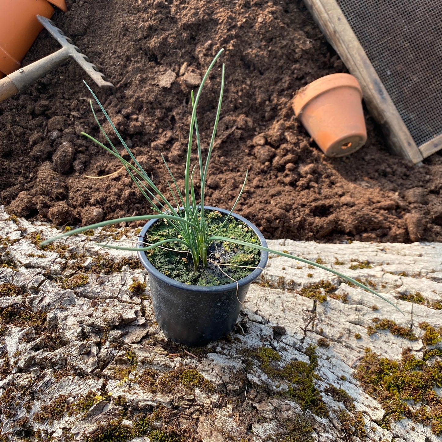 Weinberg Lauch - Allium vineale