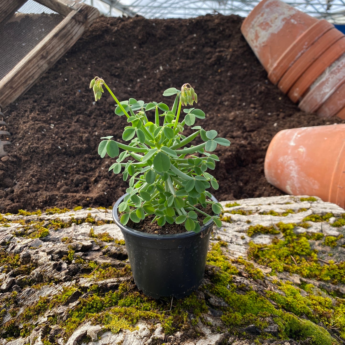 Peruanischer Sauerklee - Oxalis tuberosa
