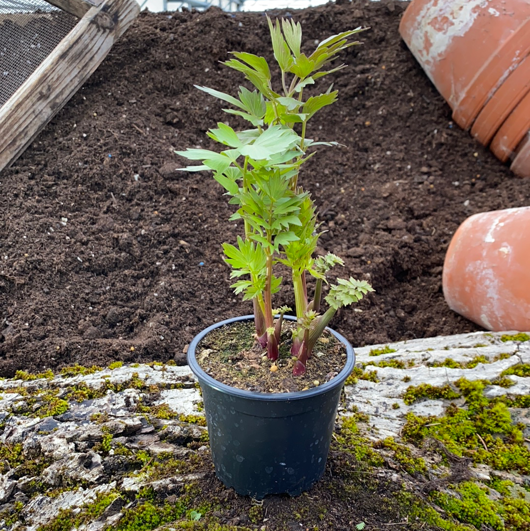 Liebstöckl - Levisticum officinale