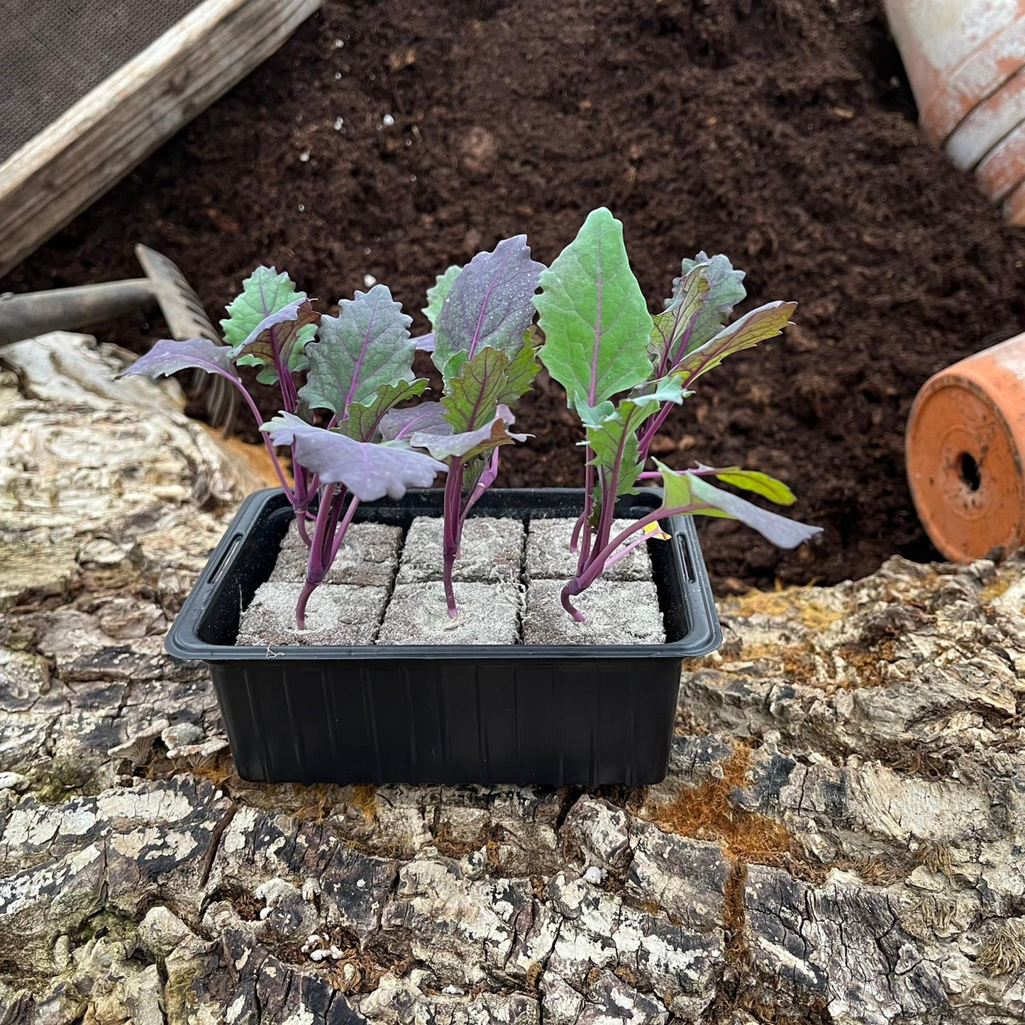 Kohlrabi blau, 6er Schale - Gemüsepflanzen