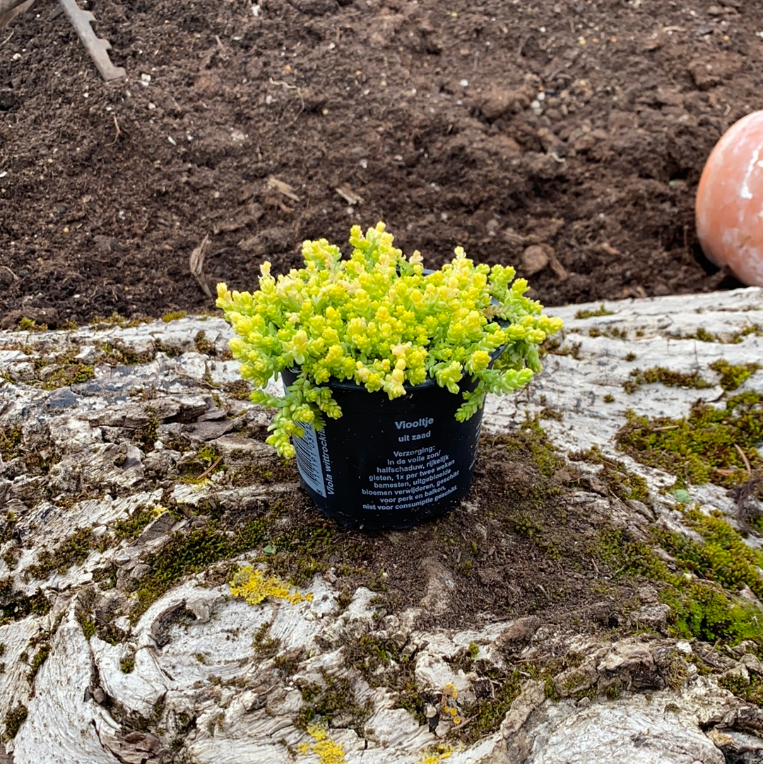 Mauerpfeffer - Sedum acre