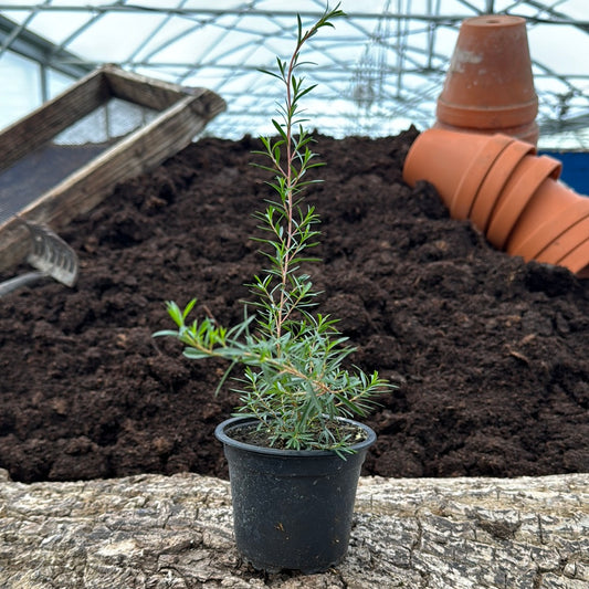 Kanuka - Kunzea ericoides